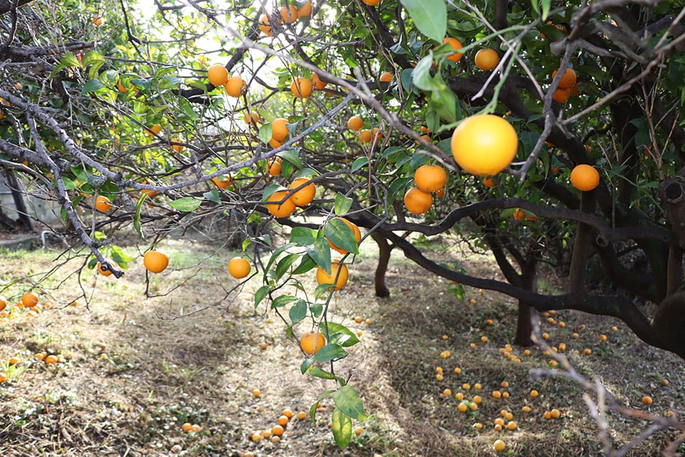 Camporosso-Liguria-villa-for-sale-le-46023-128